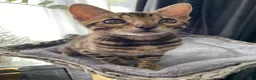 Bengal cats for sale: One Little Princesses - Advert 7