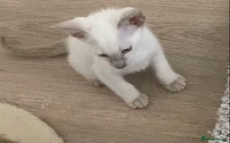 Oriental cats for sale: Oriental kitten - Image 10