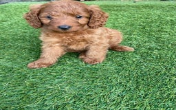 Cavapoo dogs for sale: Beautiful F1bb cavapoo puppies - Image 3