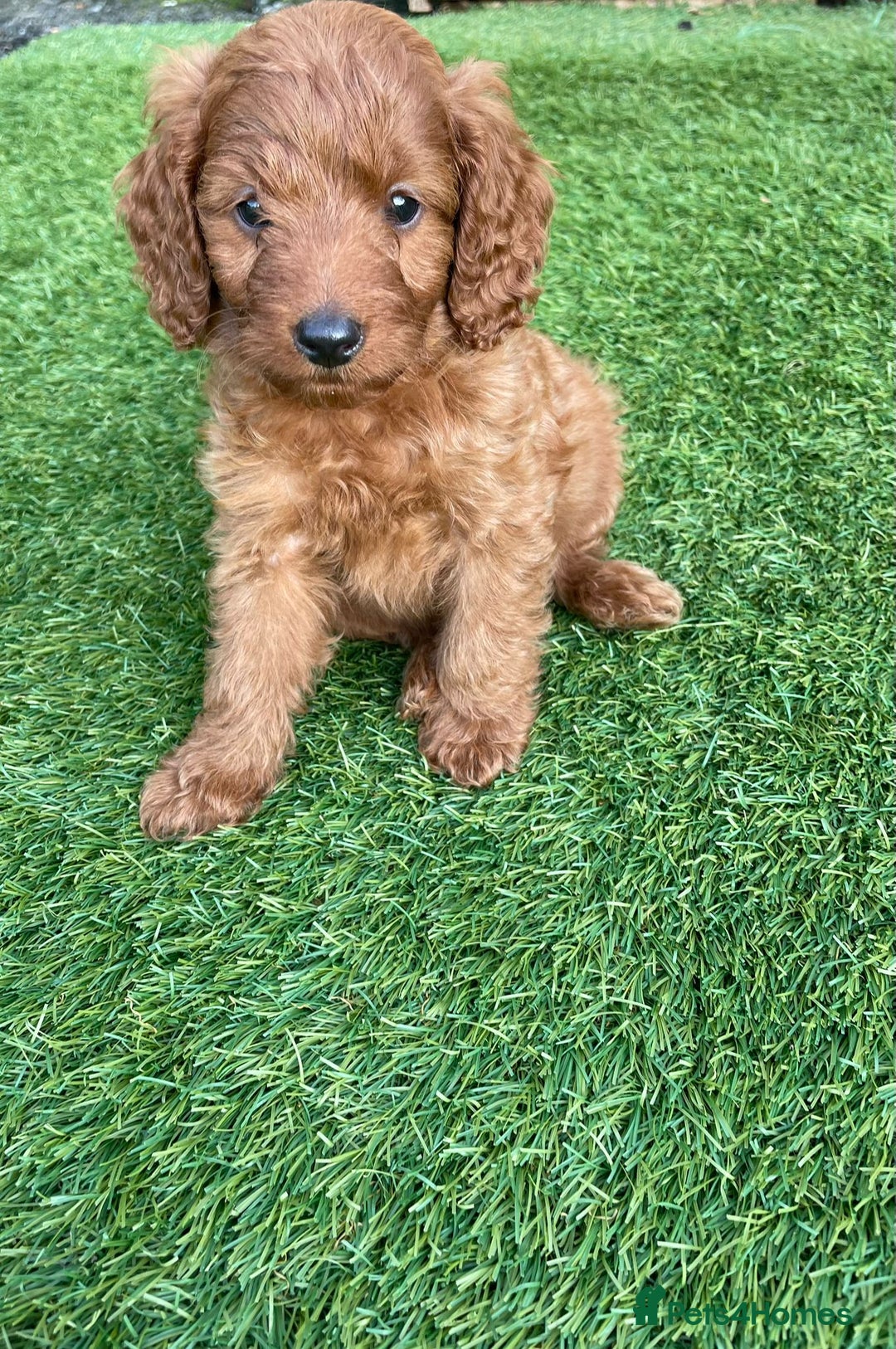 Cavapoo dogs for sale: Beautiful F1bb cavapoo puppies - Image 3