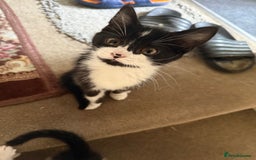 Mixed Breed cats for sale: Adorable mixed kittens - £20-50  - Image 18