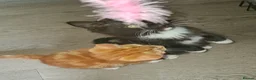 Mixed Breed cats for sale: Beautiful mixed kittens - Advert 6