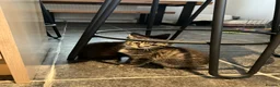 Mixed Breed cats for sale: Adorable Kittens  - Advert 3