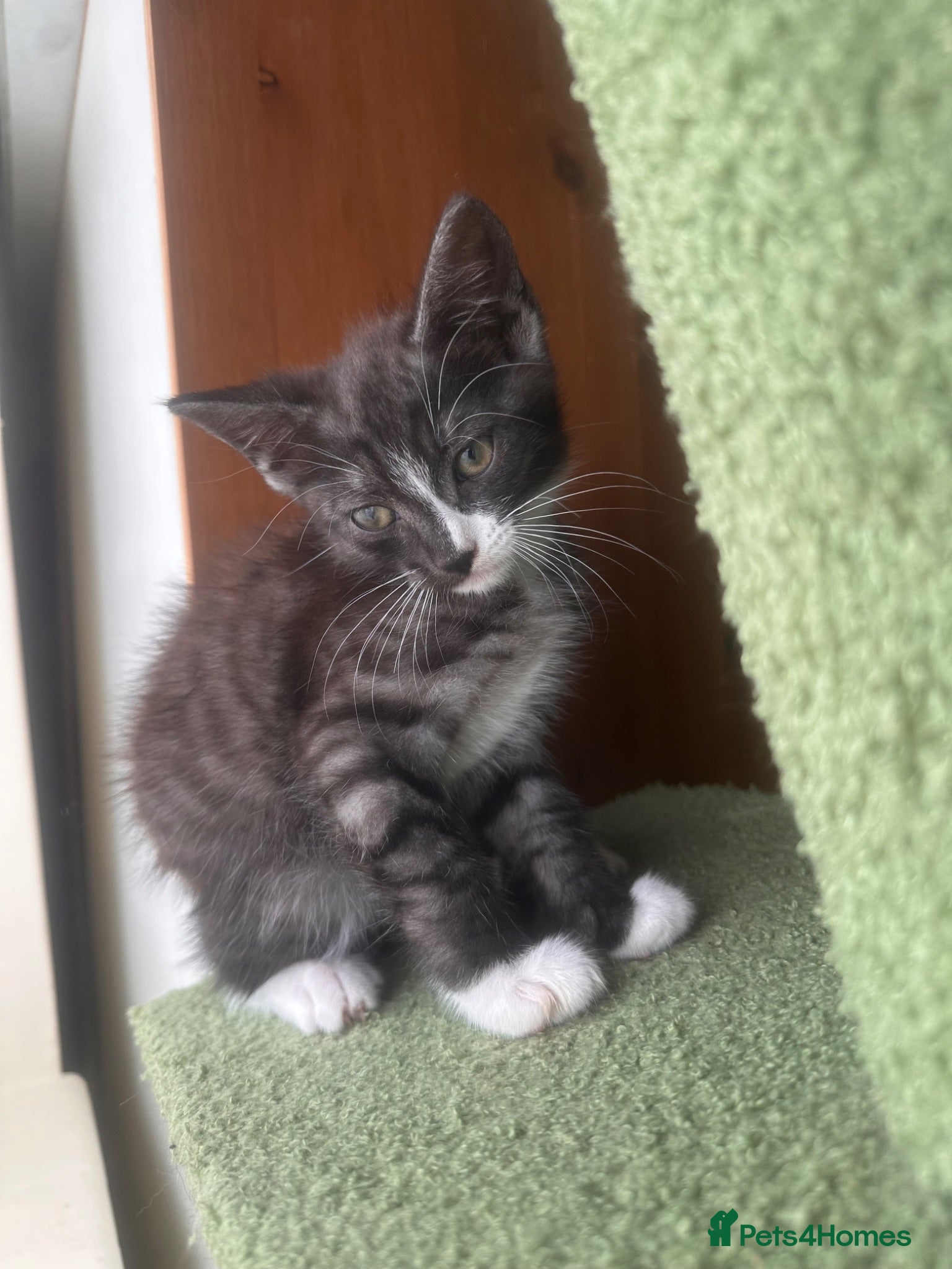 Mixed Breed cats Beautiful playful loving kittens  - Advert 6