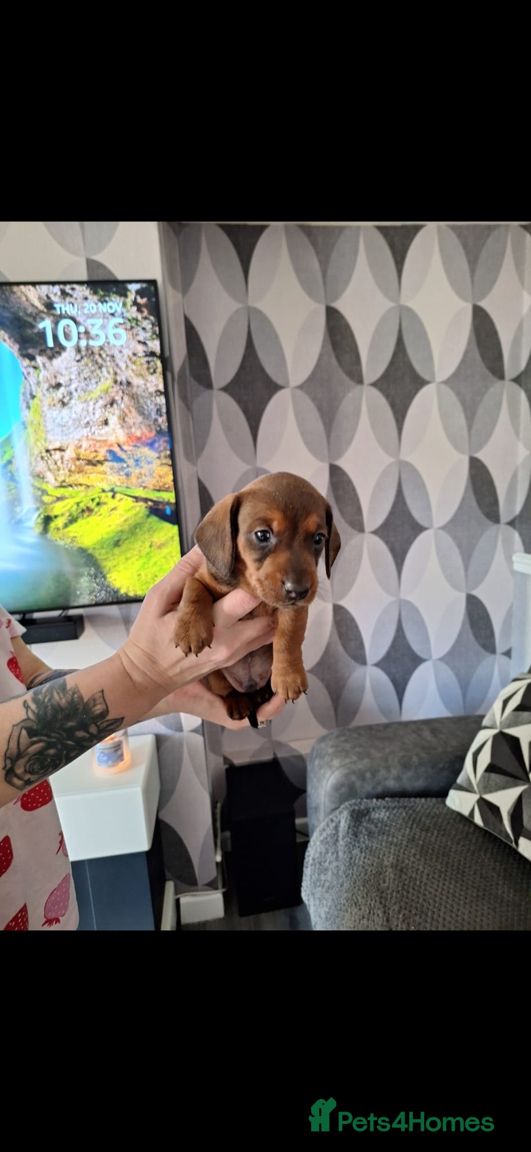 Miniature Dachshund dogs for sale: Miniature Dachshund Puppy  - Advert 4
