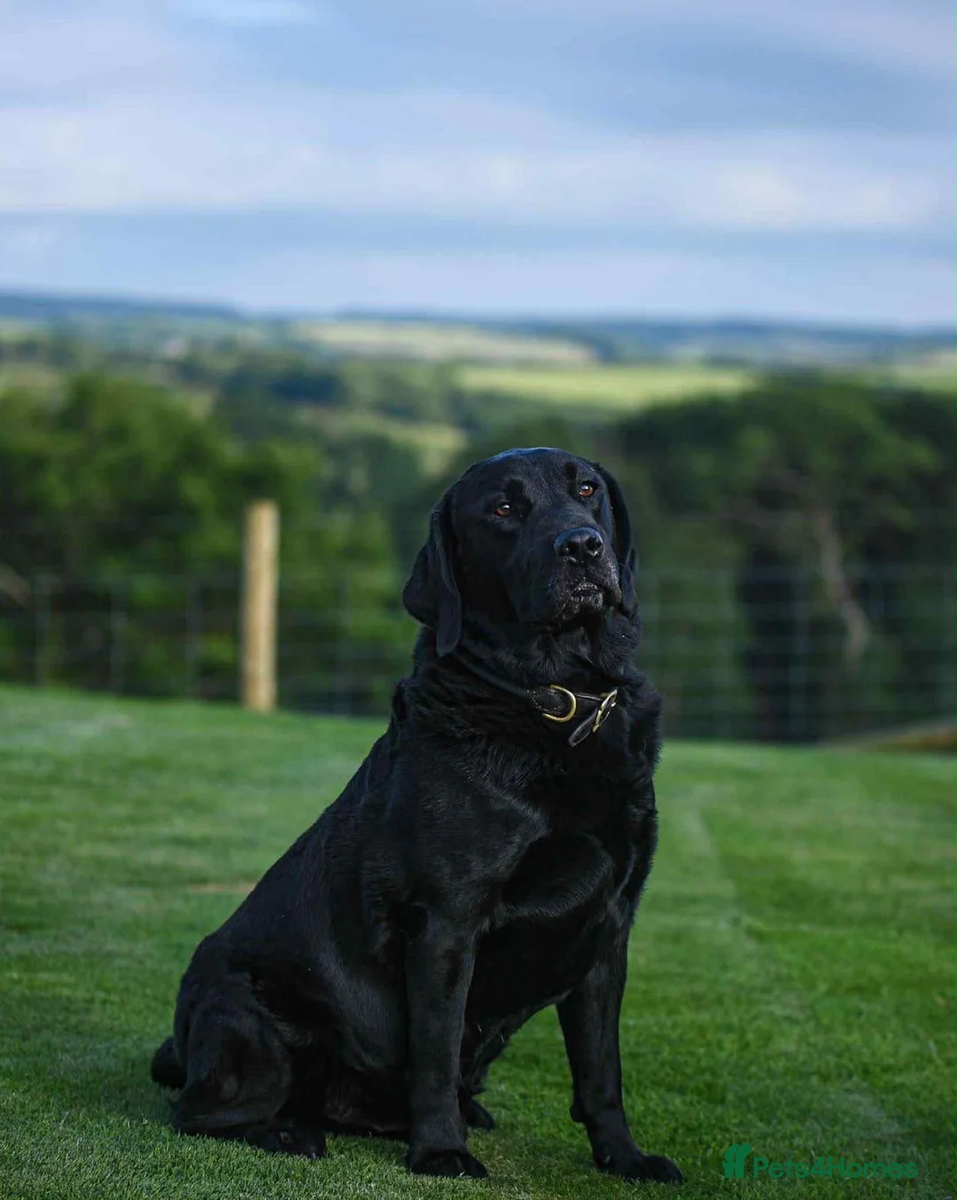 Labrador Retriever dogs for sale: Gorgeous Litter of Labrador puppies in Tiverton - Advert 4