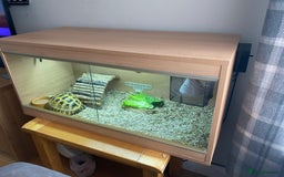 Tortoise reptiles for sale:  Horsefield Tortoise and Full Vivarium Set Up  - Image 9