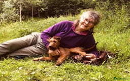 Irish Terrier dogs for sale: Irish Terrier pups expected early December  - Image 20