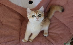 British Shorthair cats for sale: Ready CH Bloodlines BSH TICA registered kittens in Feltham - Image 11