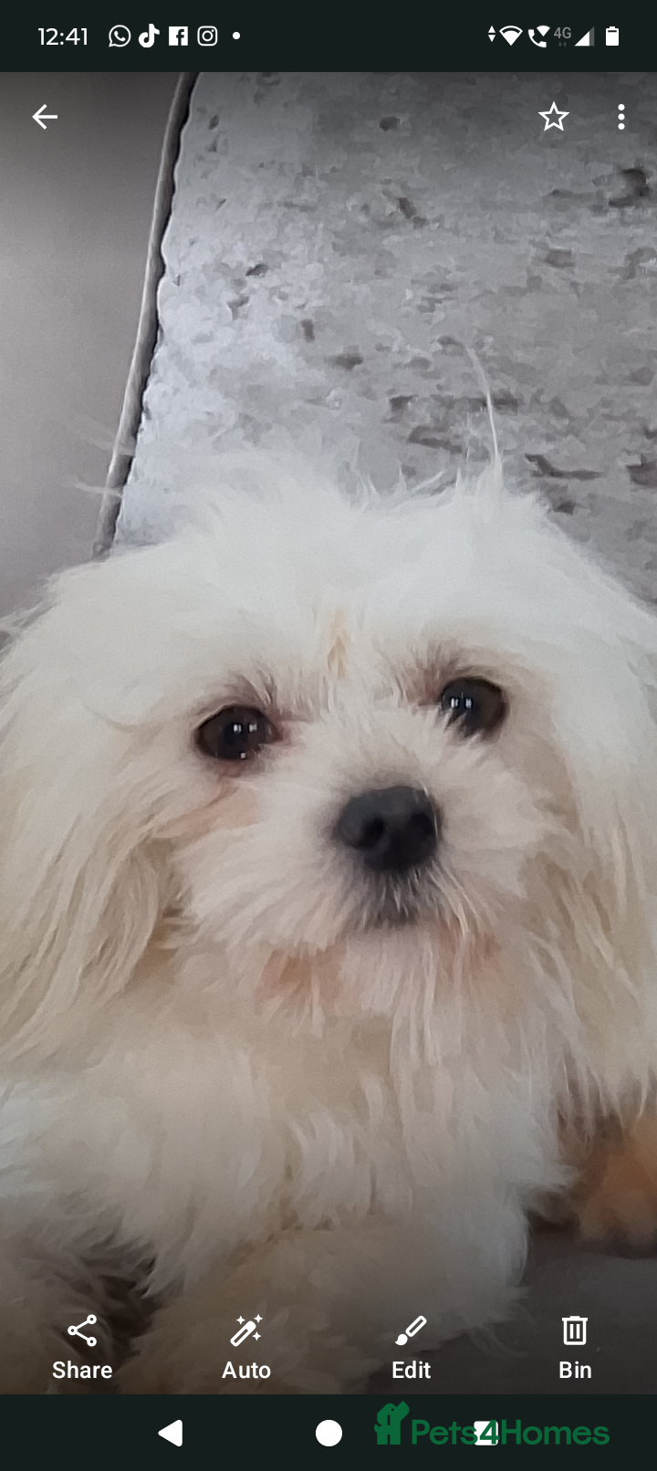 Maltese dogs Korean teddy faced Maltese stud (Ace) - Advert 4