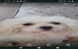 Maltese dogs for stud: Korean teddy faced Maltese stud (Ace) - Image 1