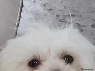 Maltese dogs - Advert 30