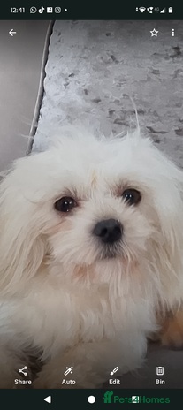 Maltese dogs - Advert 1