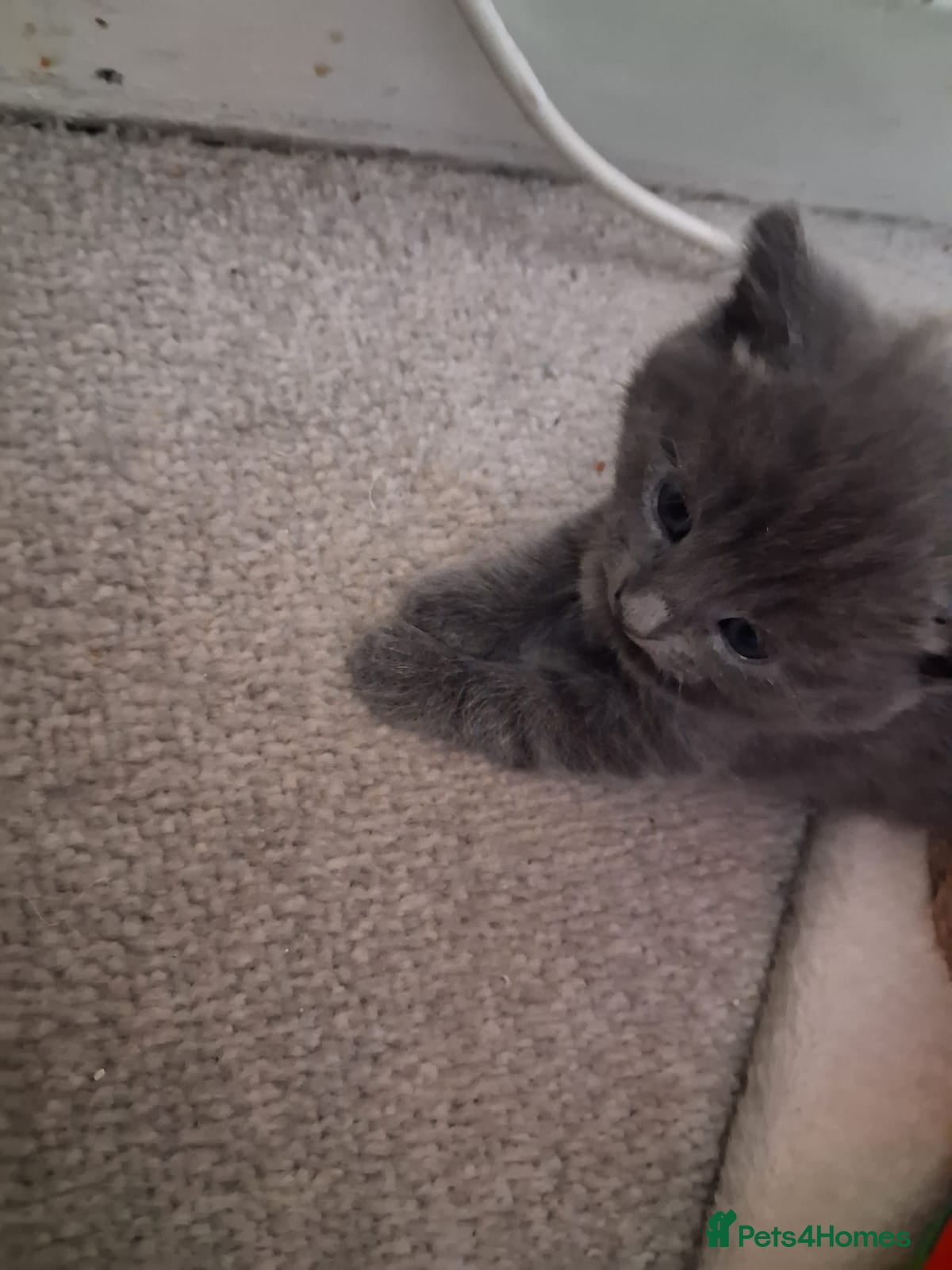 Mixed Breed cats 2 female available  - Advert 8