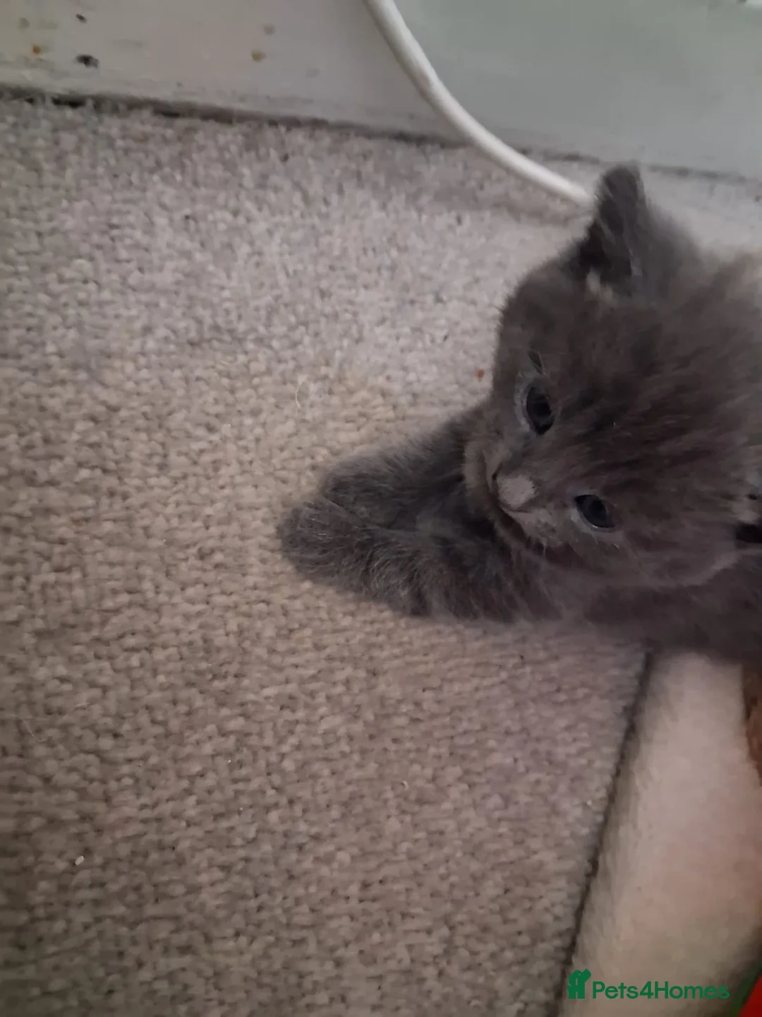 Mixed Breed cats for sale: 4 babies looking.for forever homes  in Wishaw - Advert 2