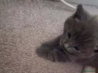 Mixed Breed cats 2 female available - Advert 8