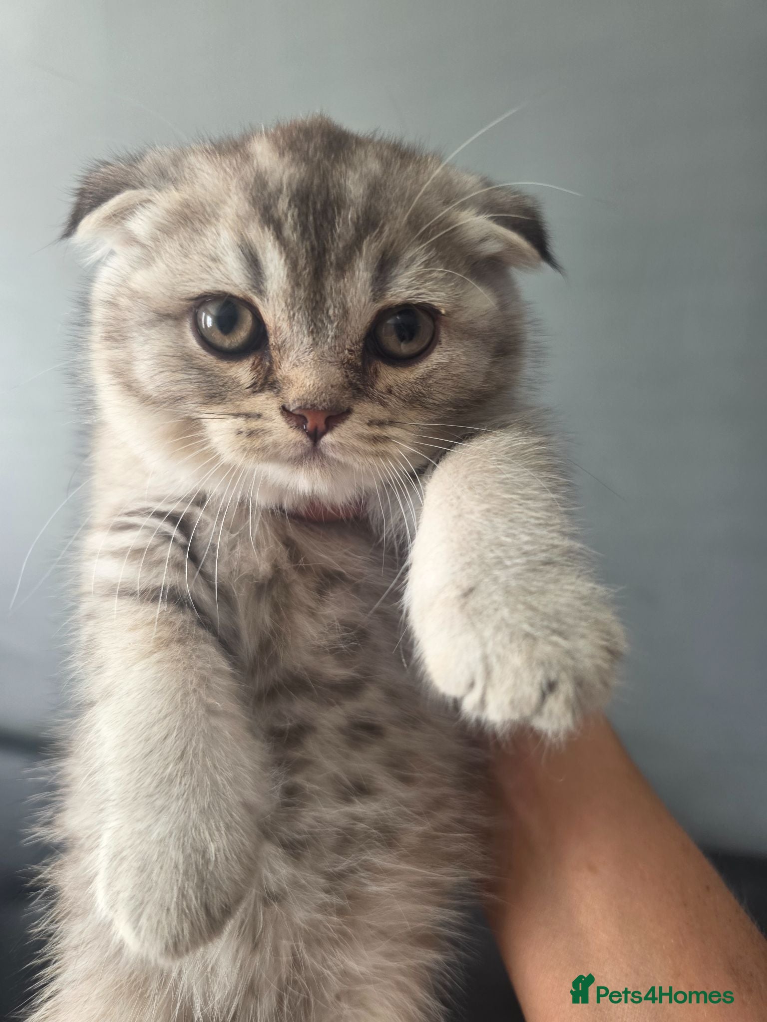 Scottish Fold cats Scottish fold kittens  for sale - Advert 1