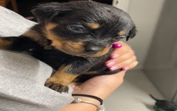Rottweiler dogs for sale: Rottweiler puppies - Image 6