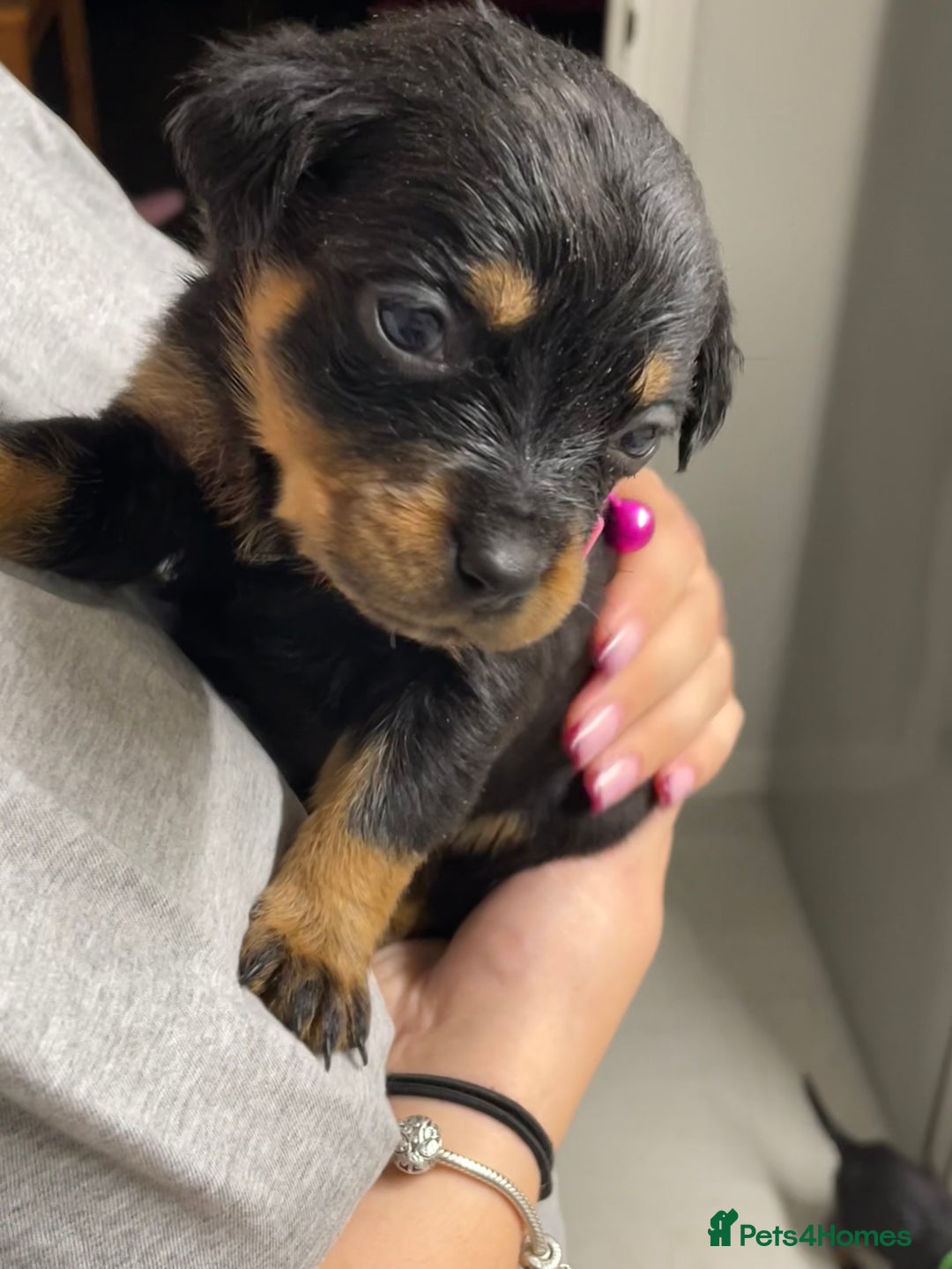 Rottweiler dogs for sale: Rottweiler puppies - Image 6