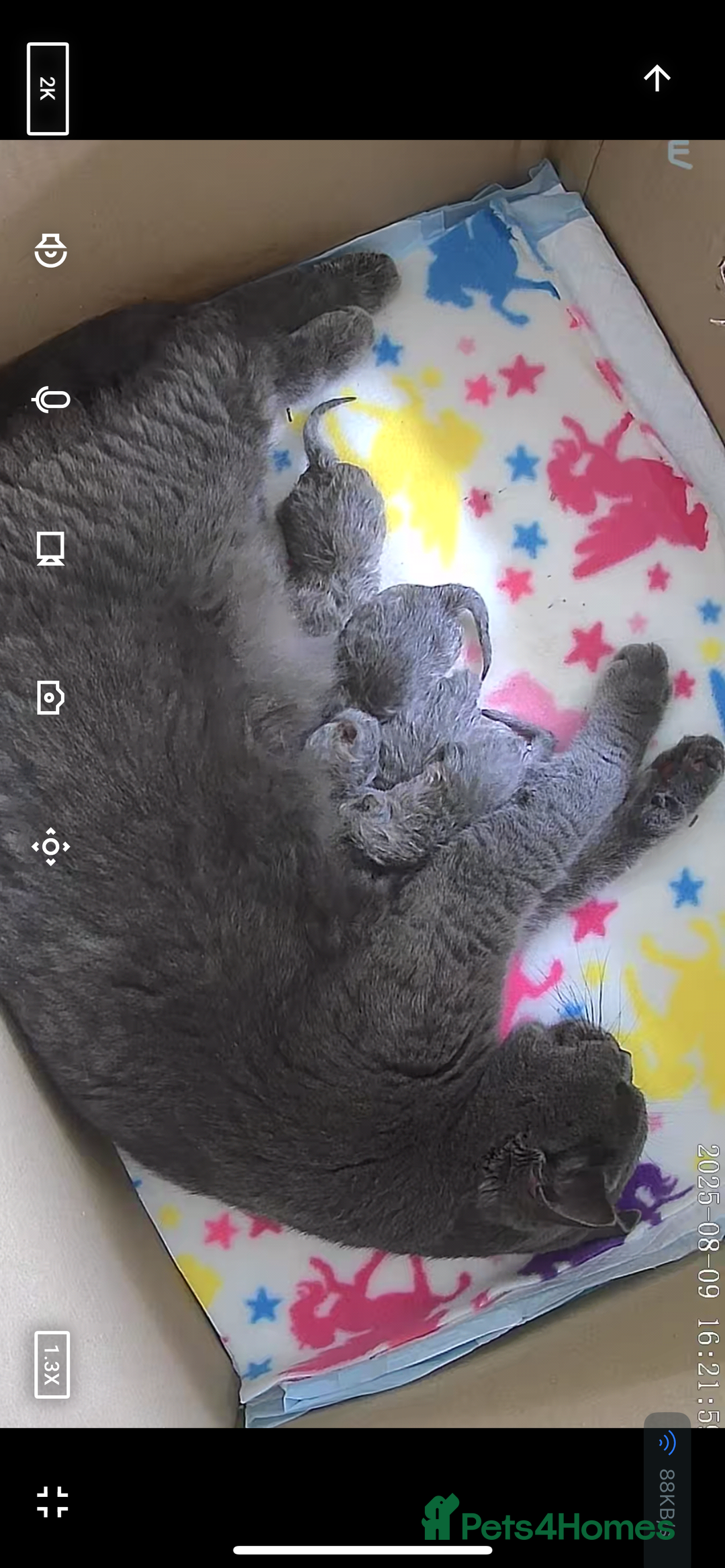 British Shorthair cats for sale: Gccf blue British shorthairs *ready November* - Image 17
