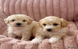Poochon dogs for sale: F1 Poochon puppies  - Image 7