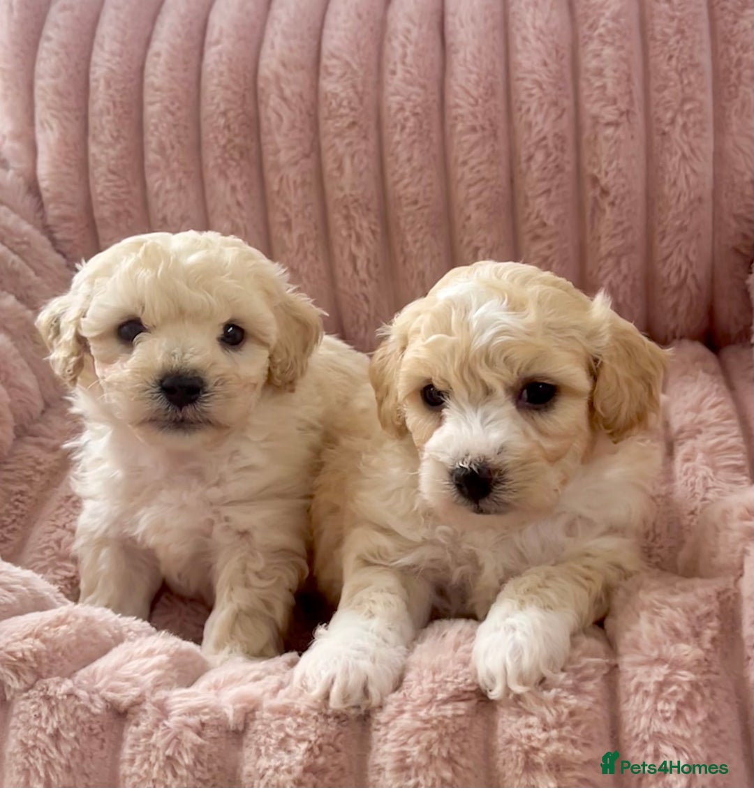 Poochon dogs for sale: F1 Poochon puppies  - Image 7