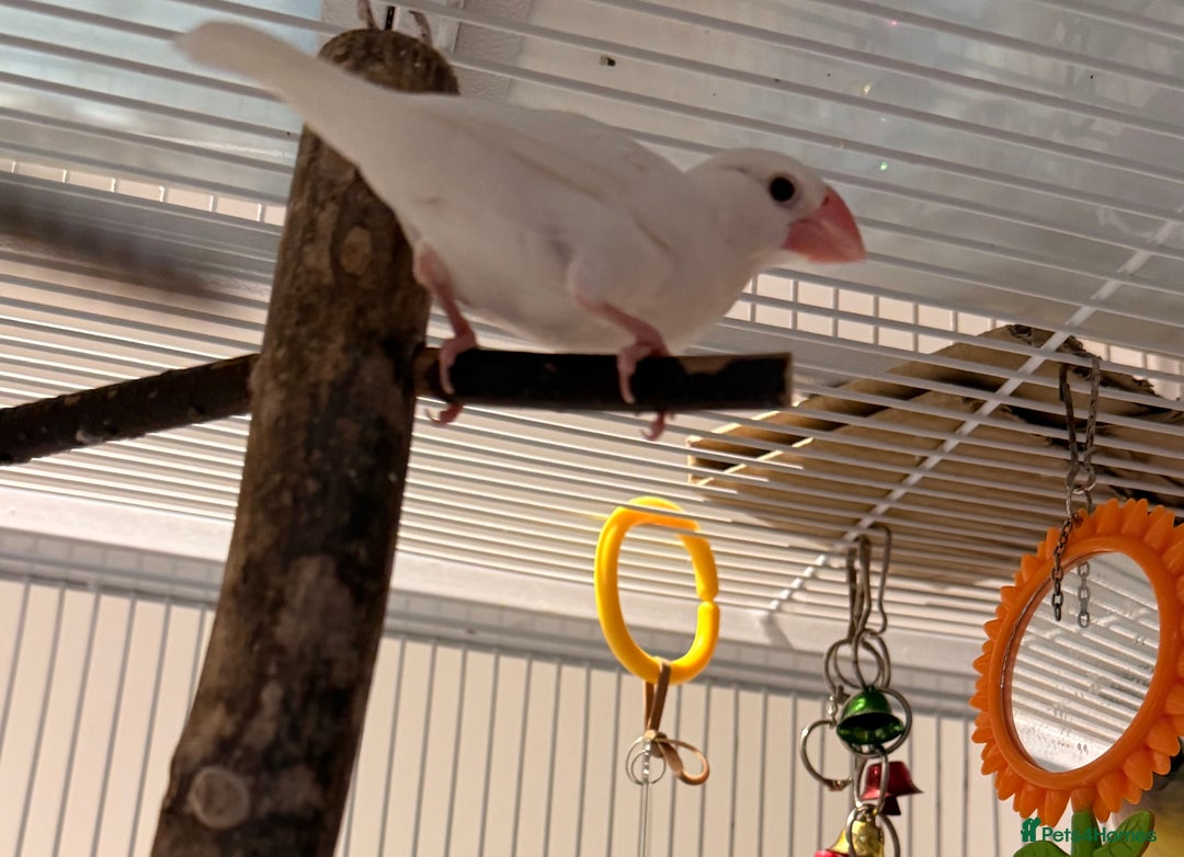 Finches birds for sale: White female Java sparrow in Runcorn - Advert 5