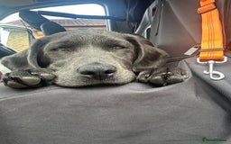 Labrador Retriever dogs for sale: Stunning silver / charcoal puppies - Image 10