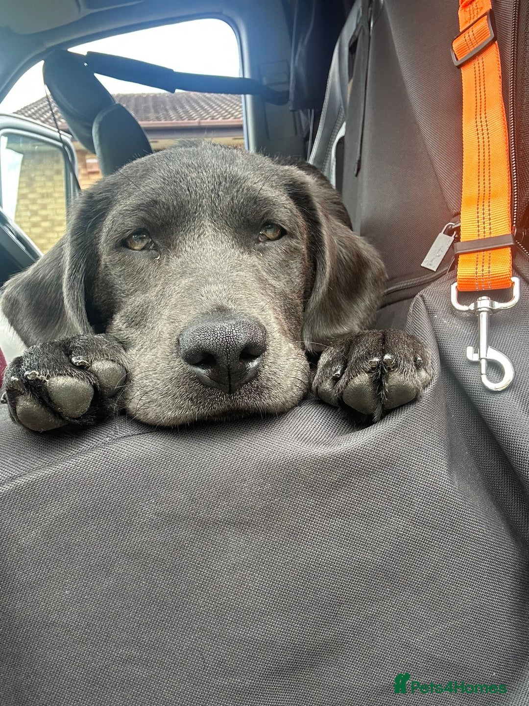 Labrador Retriever dogs for sale: Stunning silver / charcoal puppies - Image 10