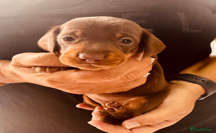 Miniature Dachshund dogs - Advert 8
