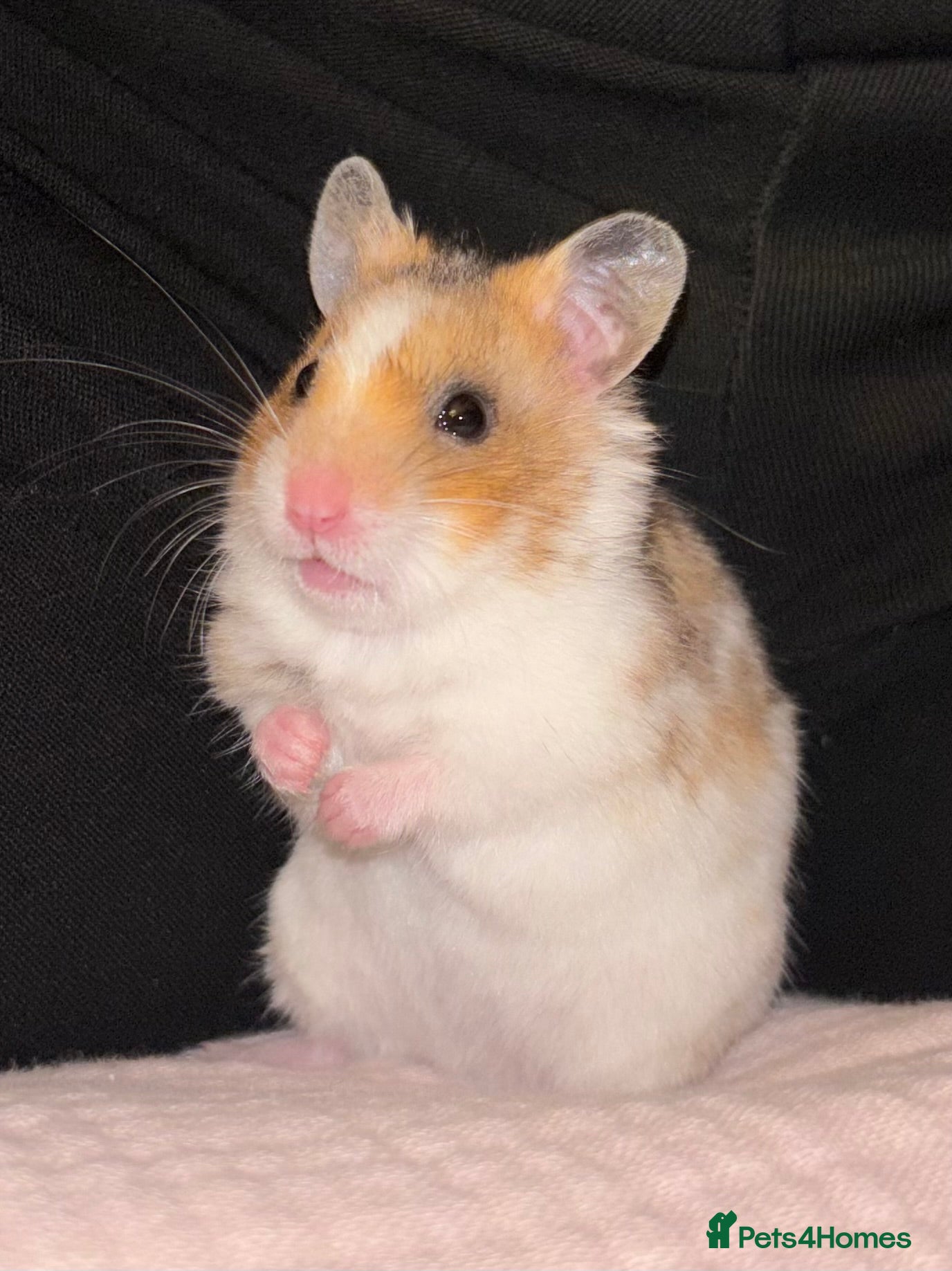 Hamster rodents Syrian Hamster - Advert 1