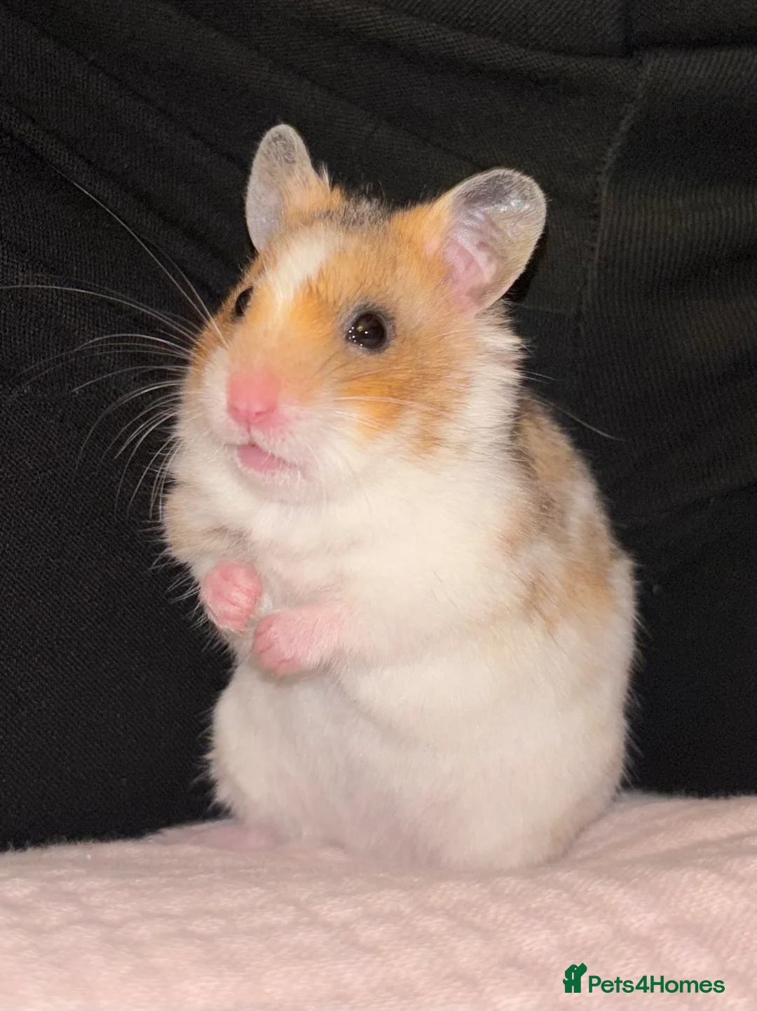 Hamster rodents for sale: Syrian Hamster and cage - Advert 1