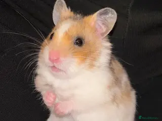 Hamster rodents Syrian Hamster - Advert 1