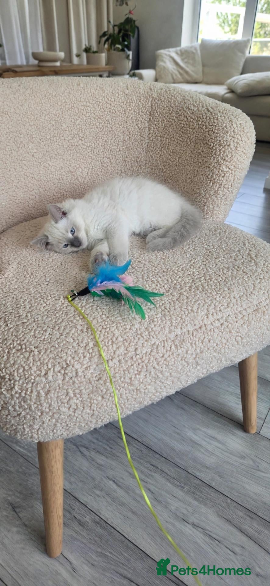 Ragdoll cats  2 Beautiful Ragdoll Boys 🐾 - Advert 2