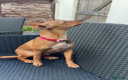 Mixed Breed dogs for adoption: Little Lady Josie is ready for her forever home! - Image 4