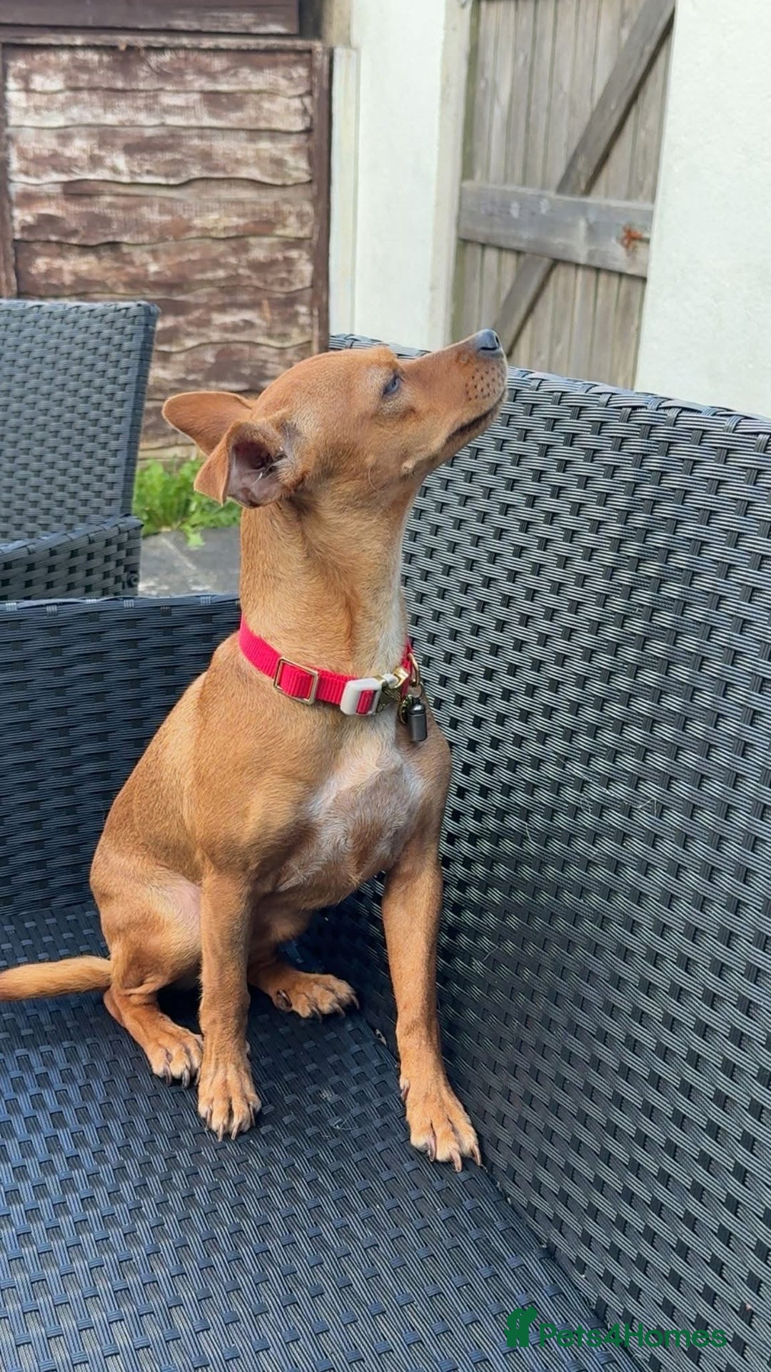 Mixed Breed dogs for adoption: Little Lady Josie is ready for her forever home! - Image 4