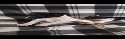 Jack Russell dogs for sale: Jack Russell Puppies - Advert 2