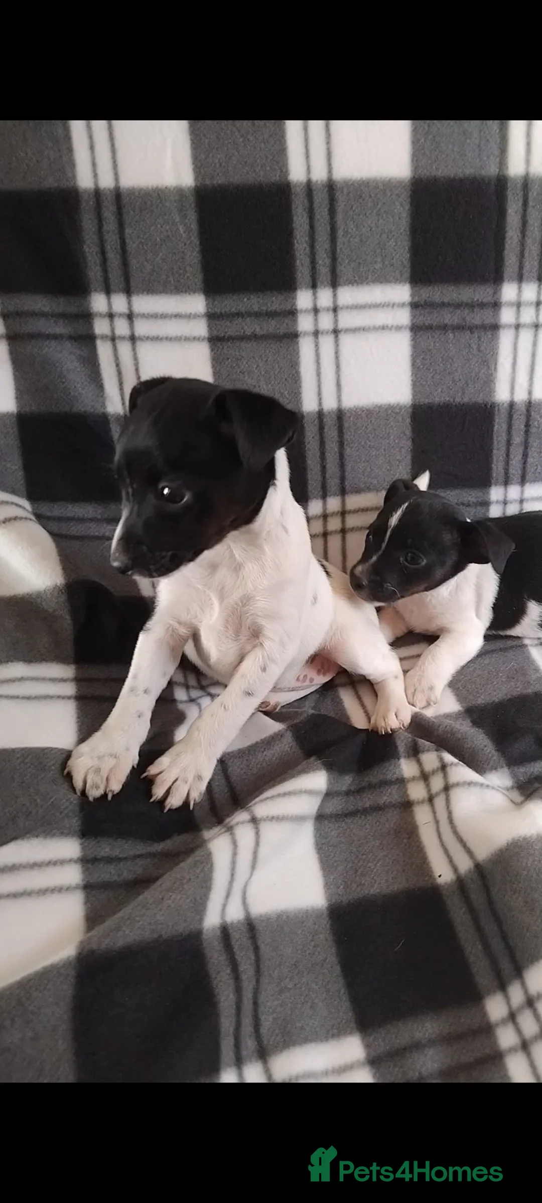 Jack Russell dogs for sale: Jack Russell Puppies - Advert 2