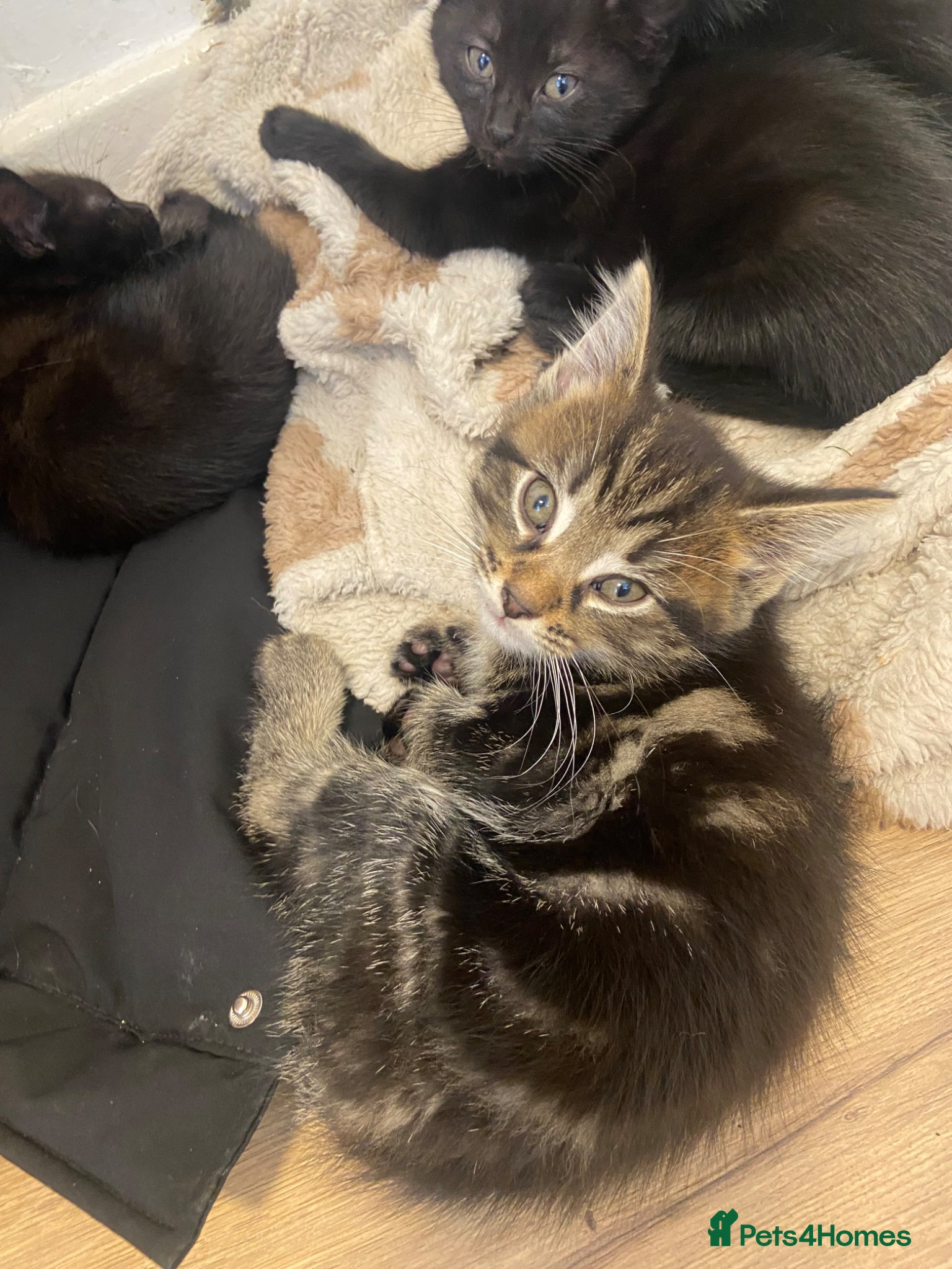 Toyger cats for sale: Mixed tabby toyger kittens  in Hull - Advert 2