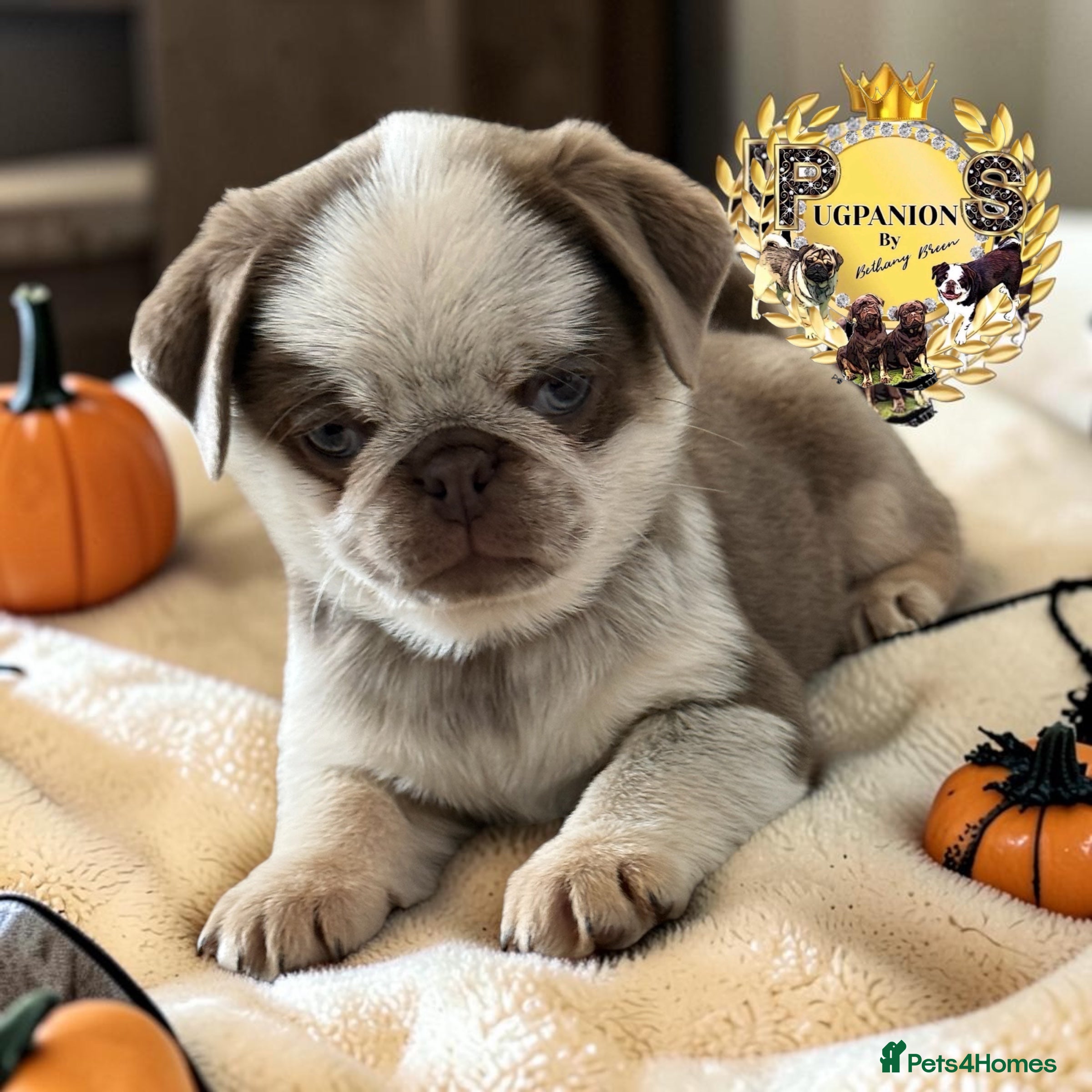 Pug dogs for sale: Kc lilac and chocolate pugs 5 star licensed  - Advert 2