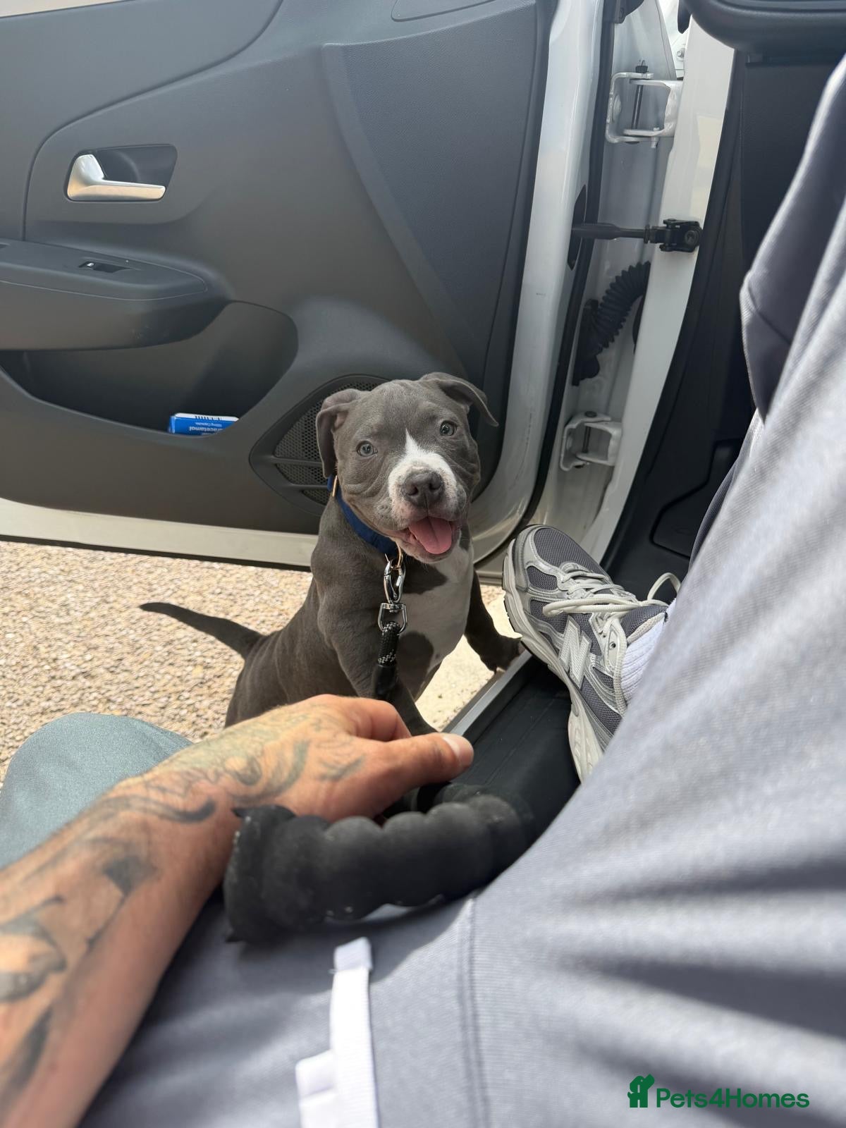 American Bully dogs Young American Bully Looking for a Loving Home - Advert 3