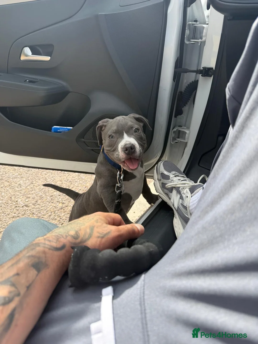American Bully dogs for sale: Young American Bully Looking for a Loving Home in London - Advert 1