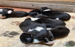 Border Collie dogs for stud: Border Collie for Stud in Malton - Image 6
