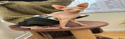 Sphynx cats for sale: 9 month old sphynx male  - Advert 6