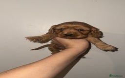 Cockalier dogs for sale: Beautiful f1 fully health tested cockaliers - Image 7
