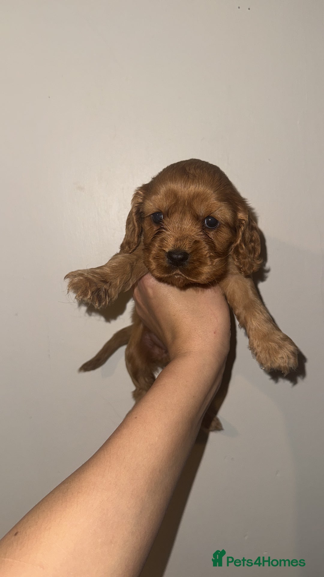 Cockalier dogs for sale: Beautiful f1 fully health tested cockaliers - Image 7
