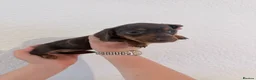 Miniature Dachshund dogs for sale: Beautiful dachshunds !   - Advert 7