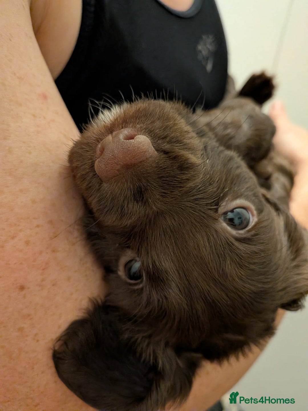 Sprocker dogs for sale: 3 chocolate sprocker males available  - Advert 3