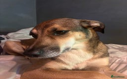 Mixed Breed dogs for sale: Nelly (staffy x Border collie) - Image 7