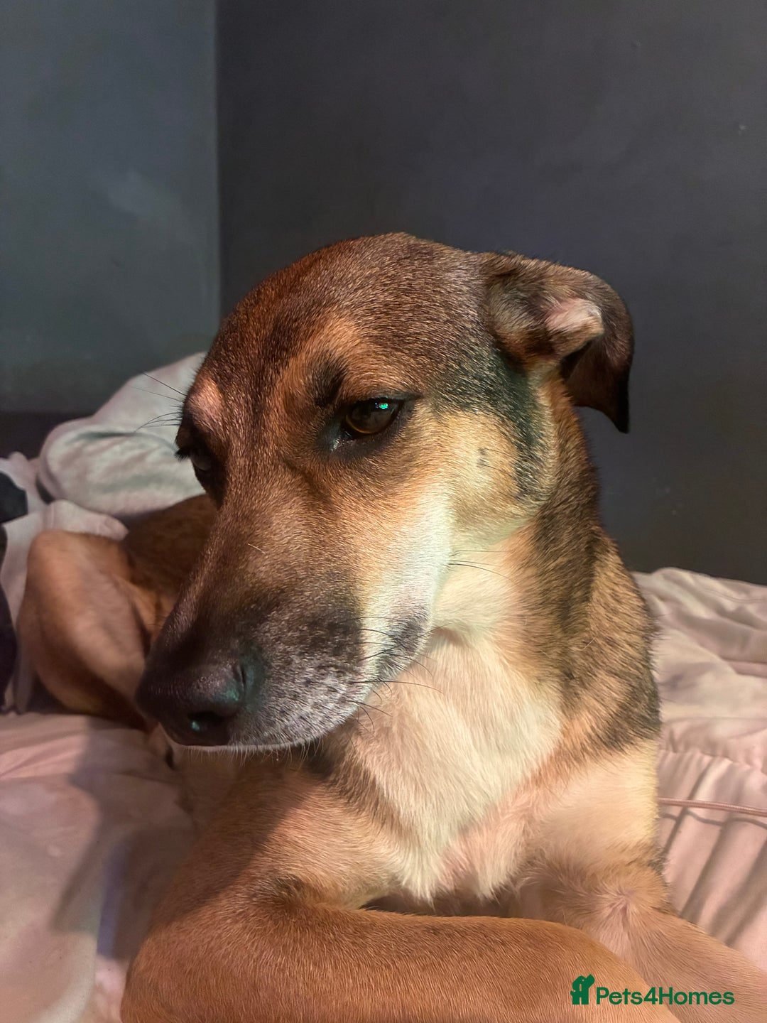Mixed Breed dogs for sale: Nelly (staffy x Border collie) - Image 7